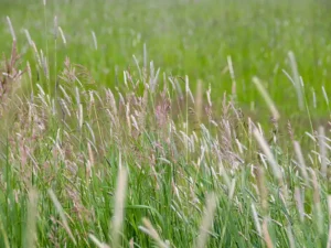 bristley-wallaby-grass-seeds-seedmart-australia