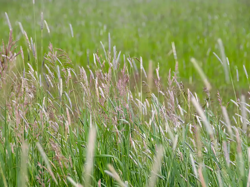 bristley-wallaby-grass-seeds-seedmart-australia