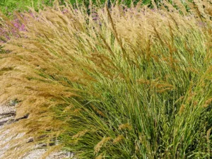 bunch-speargrass-seeds-seedmart-australia