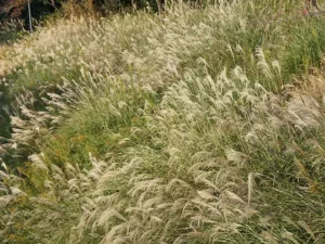 common-wallaby-grass-seeds-seedmart-australia
