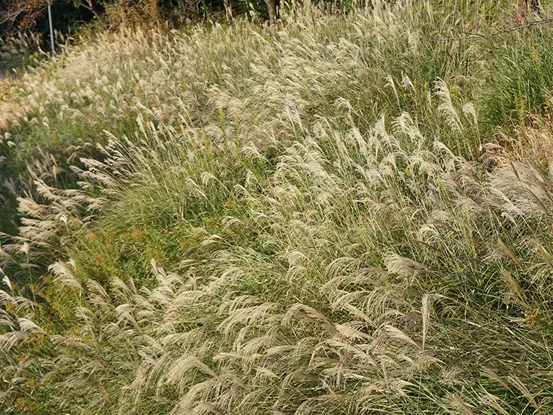 common-wallaby-grass-seeds-seedmart-australia