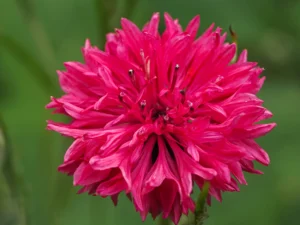cornflower-red-ball-seeds-seedmart-australia