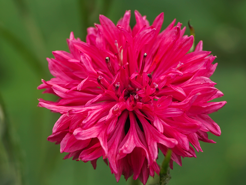 cornflower-red-ball-seeds-seedmart-australia