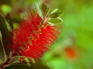 crimson-bottlebrush-seeds-seedmart-australia