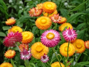 Everlasting Daisy Mixed Xerochrysum bracteatum Seeds
