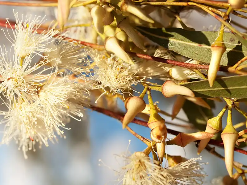 forest-red-gum-seeds-seedmart-australia