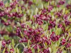 hop-bush-seeds-seedmart-australia