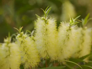 lemon-bottlebrush-seeds-seedmart-australia