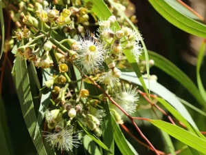 lemon-scented-gum-seeds-seedmart-australia