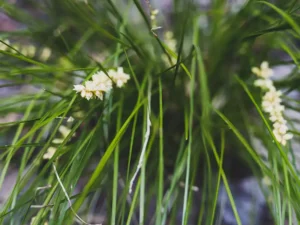 mat-rush-seeds-seedmart-australia
