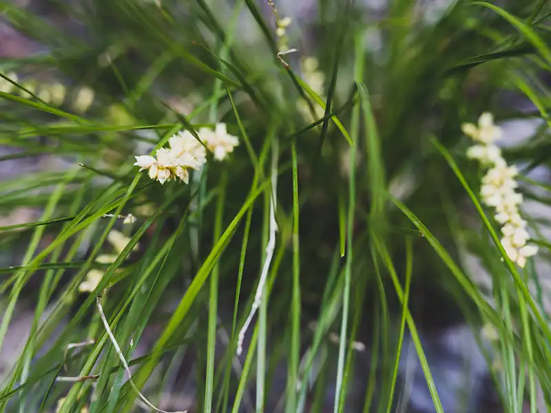 mat-rush-seeds-seedmart-australia