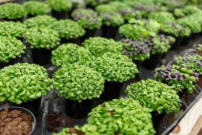 Microgreen trays in a commercial greenhouse
