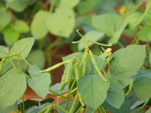 Mung Bean Crop | Seeds | Seedmart Australia
