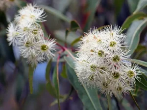 narrow-leaved-ironbark-seeds-seedmart-australia