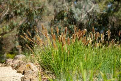 Native grasses for rehabilitation and revegetation projects