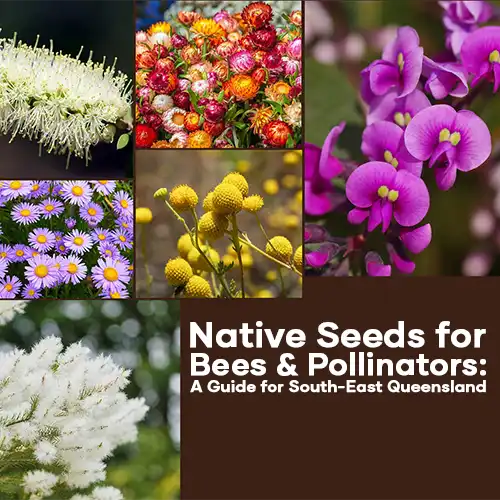 native-plants-for-bees-and-pollinators-1-seedmart-australia