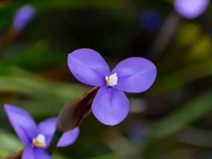 purple-flag-seeds-seedmart-australia