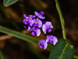 purple-leaf-hovea-seeds-seedmart-australia