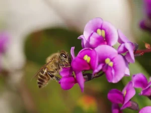 purple-pea-coral-and-bee-seedmart-australia