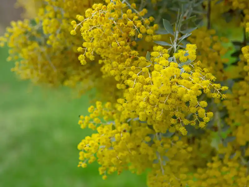 queensland-silver-wattle-seeds-seedmart-australia