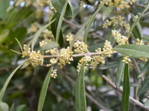 red-ash-seeds-seedmart-australia