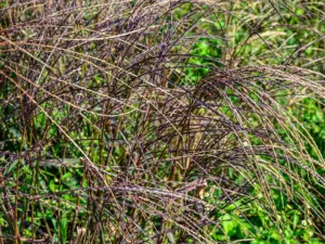 red-grass-seeds-seedmart-australia
