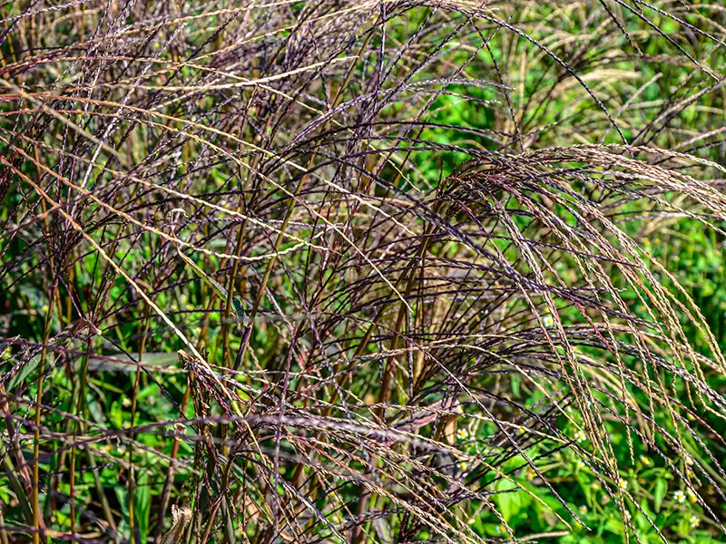 red-grass-seeds-seedmart-australia