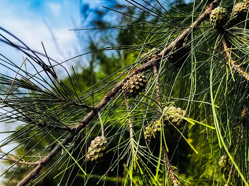 river-oak-seeds-seedmart-australia