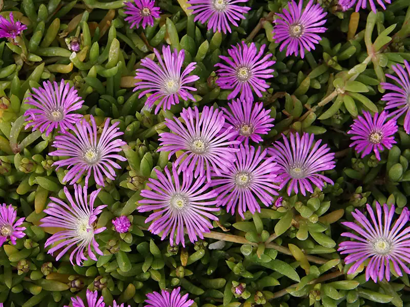 round-leaf-pigface-seeds-seedmart-australia