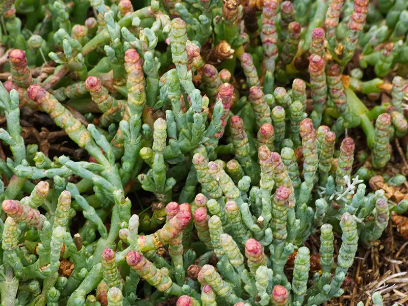 samphire-seeds-seedmart-australia