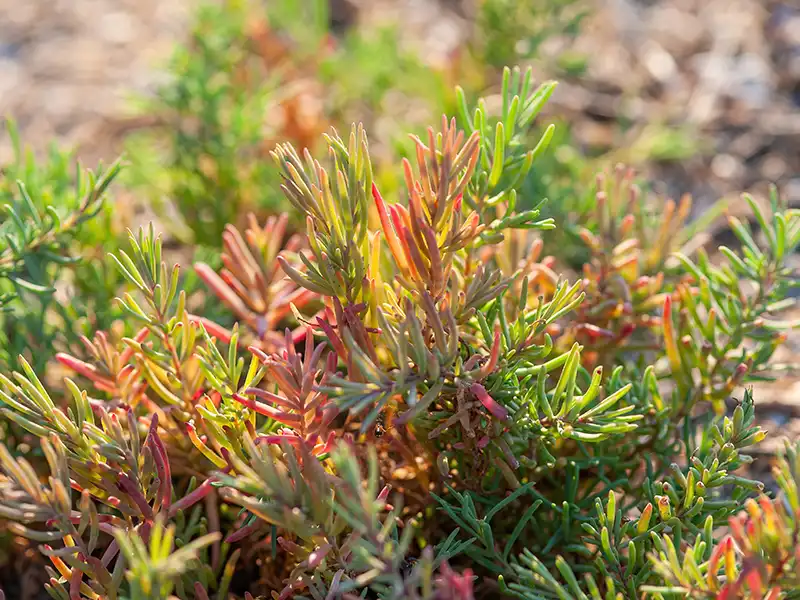 seablite-seeds-seedmart-australia