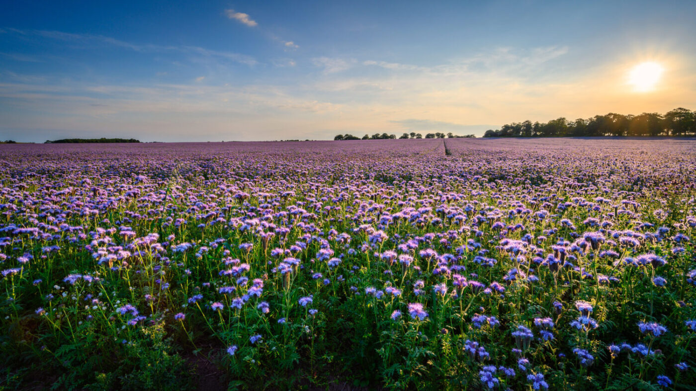Phacelia cover crop in flower