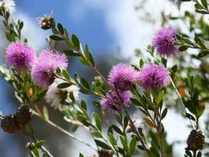 showy-honey-myrtle-seeds-seedmart-australia