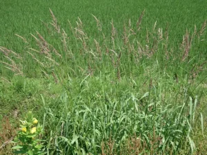 silky-bluegrass-seeds-seedmart-australia
