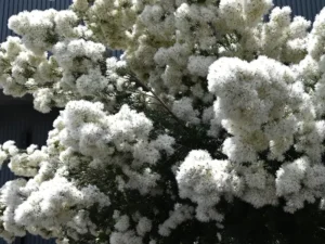 snow-in-summer-seeds-seedmart-australia
