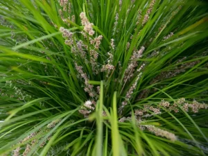 spiny-headed-mat-rush-seeds-seedmart-australia