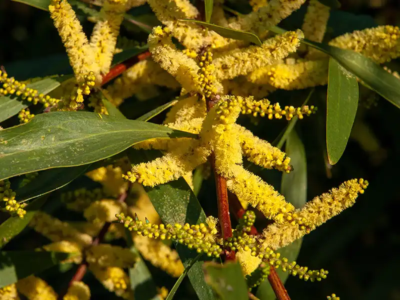 sydney-golden-wattle-seeds-seedmart-australia