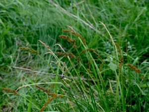tall-sedge-seeds-seedmart-australia