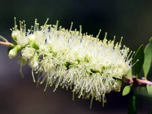 willow-bottlebrush-seeds-seedmart-australia