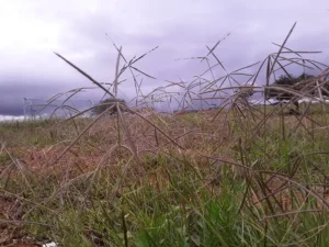 windmill-grass-seeds-seedmart-australia