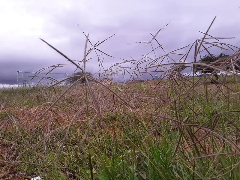 windmill-grass-seeds-seedmart-australia